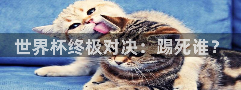 2006年世界杯：世界杯终极对决：踢死谁？