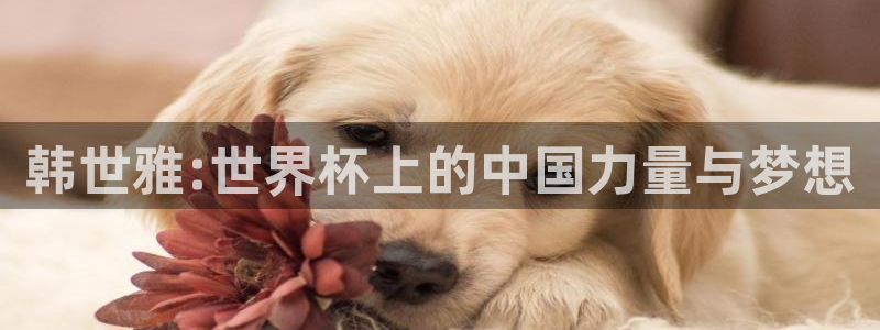 世界杯预选赛欧洲赛区赛程：韩世雅:世界杯上的中国力量与梦想
